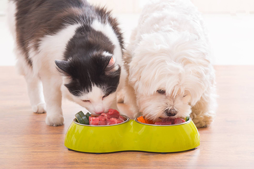 Tại sao việc đo lường thức ăn cho mèo lại quan trọng như vậy